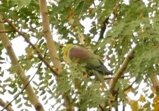 楔尾绿鸠（Treron sphenurus）