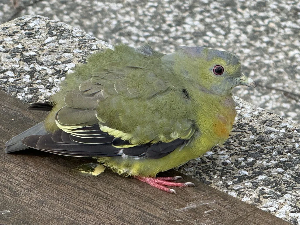 红颈绿鸠(Treron vernans)