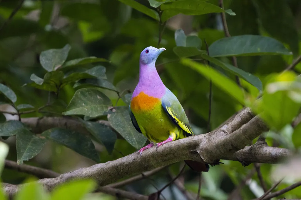 红颈绿鸠(Treron vernans)