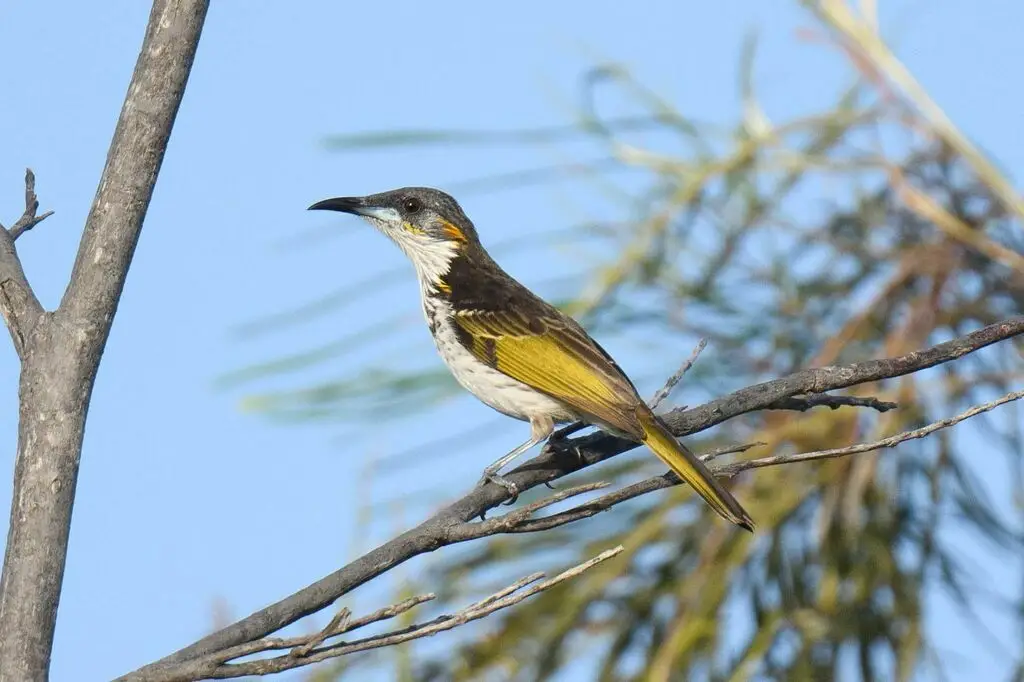 白纹岩吸蜜鸟(Trichodere cockerelli)