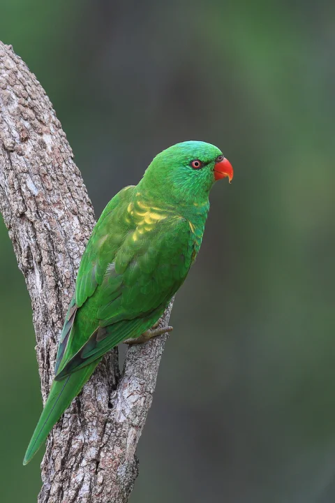 鳞胸鹦鹉