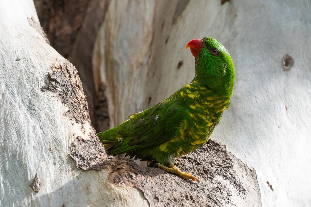 鳞胸鹦鹉(Trichoglossus chlorolepidotus)