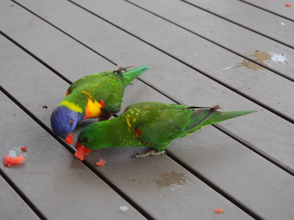 鳞胸鹦鹉(Trichoglossus chlorolepidotus)