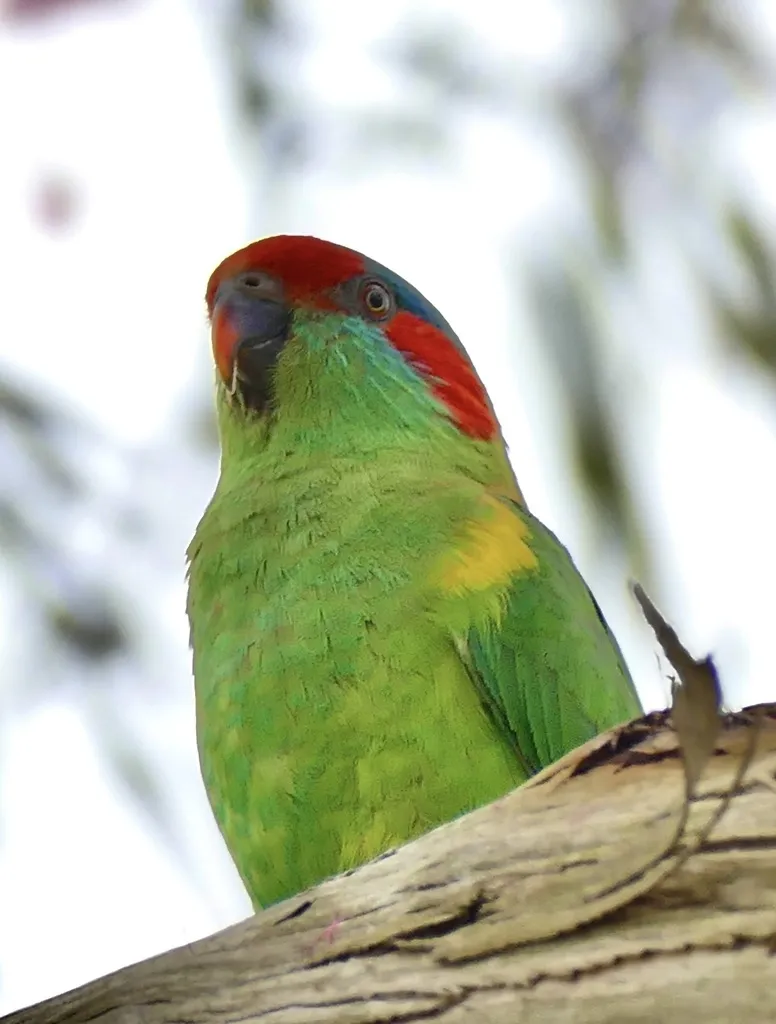 红耳绿鹦鹉(Trichoglossus concinnus)