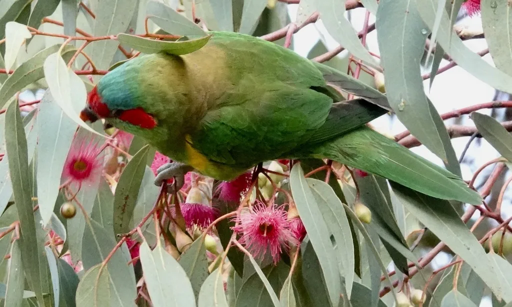 红耳绿鹦鹉(Trichoglossus concinnus)