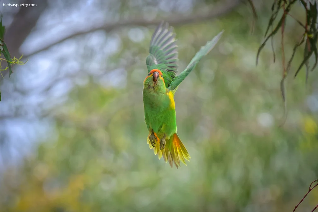 红耳绿鹦鹉(Trichoglossus concinnus)