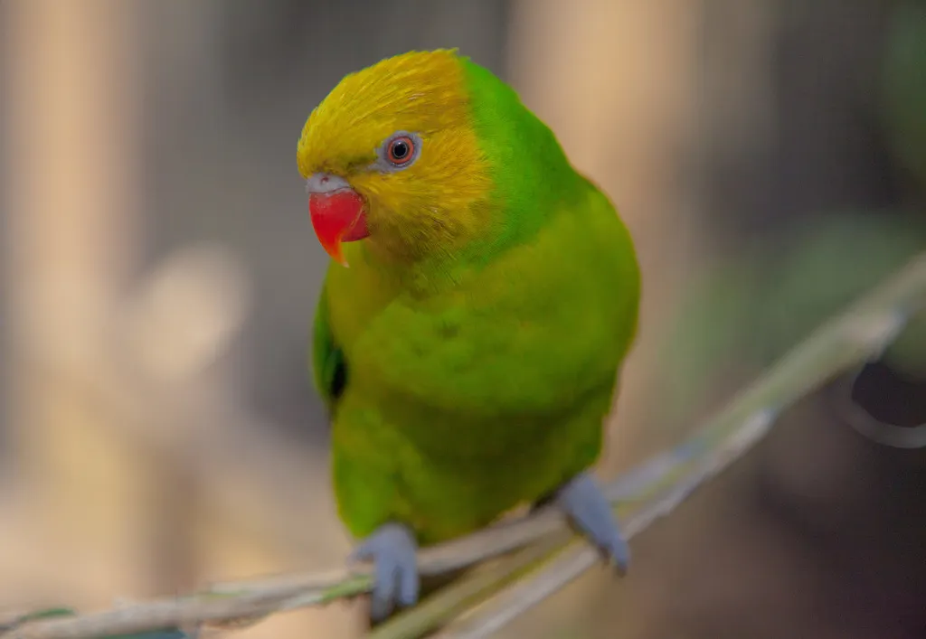 褐头绿鹦鹉(Trichoglossus euteles)
