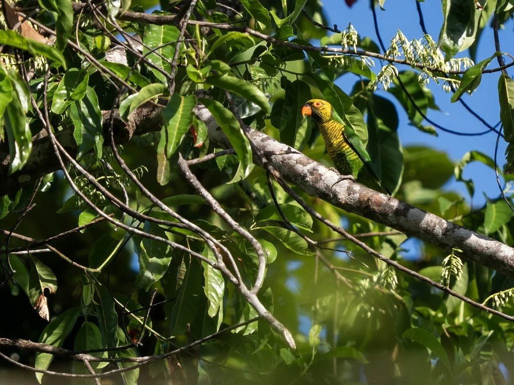 黄绿鹦鹉(Trichoglossus flavoviridis)