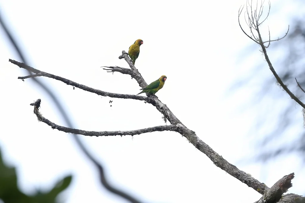 黄绿鹦鹉(Trichoglossus flavoviridis)