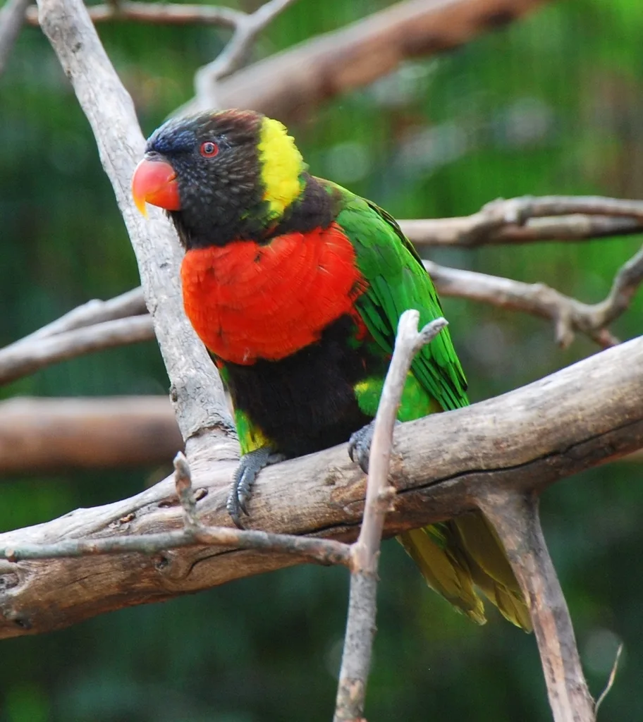 红胸鹦鹉(Trichoglossus forsteni)