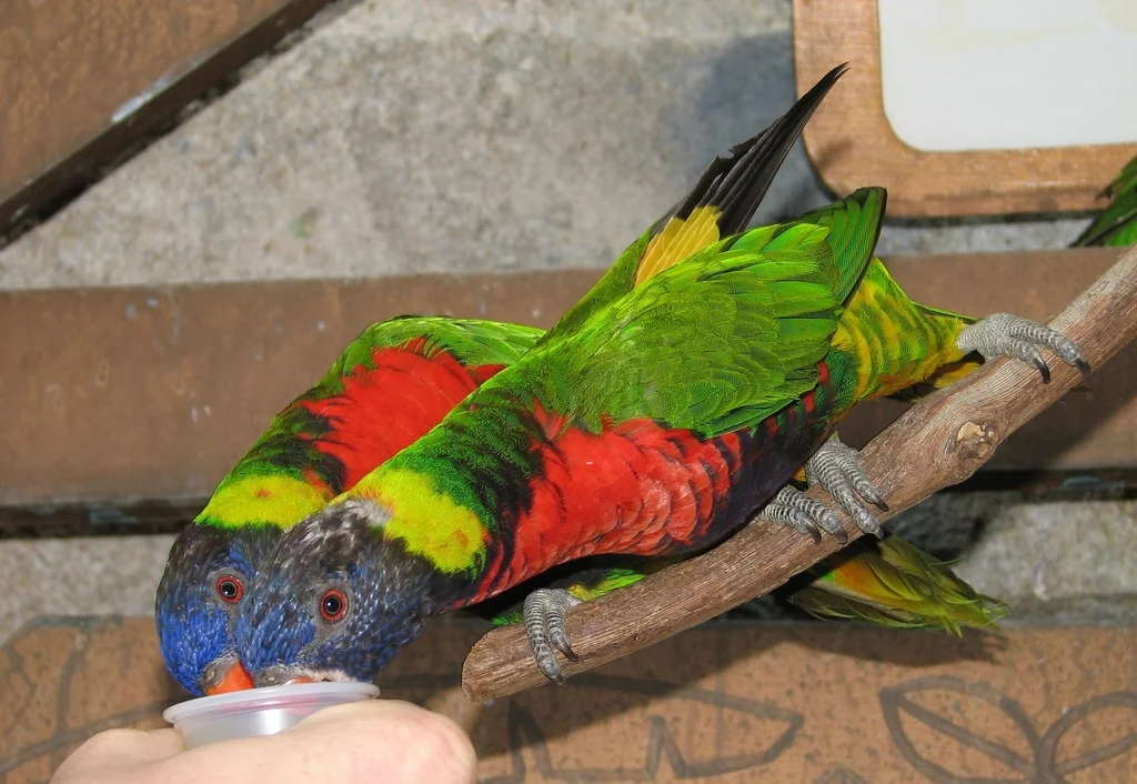 红胸鹦鹉(Trichoglossus forsteni)