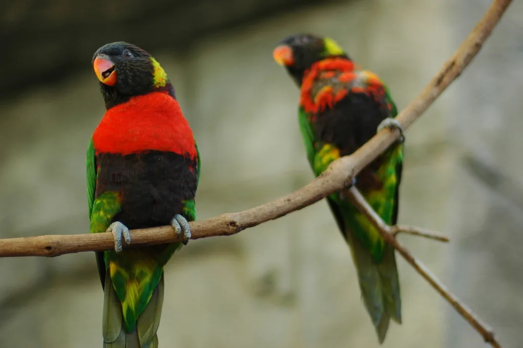 红胸鹦鹉(Trichoglossus forsteni)