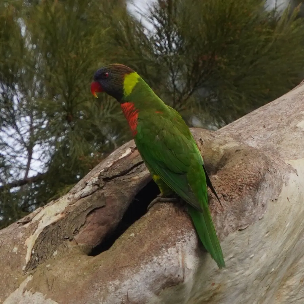 椰果鹦鹉（Trichoglossus haematodus）