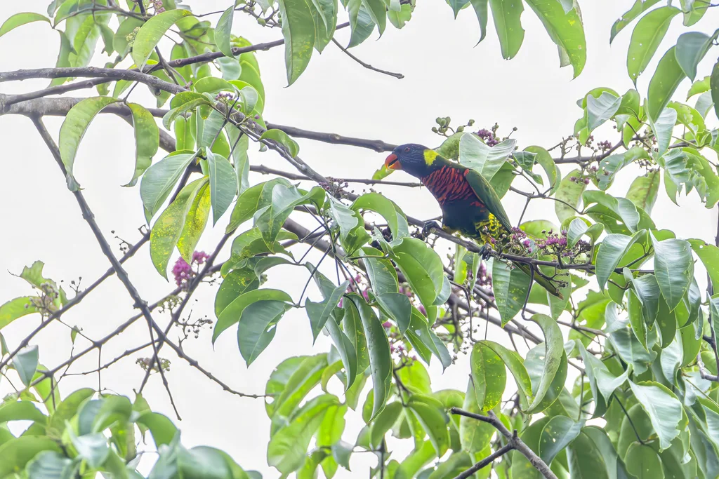 椰果鹦鹉（Trichoglossus haematodus）