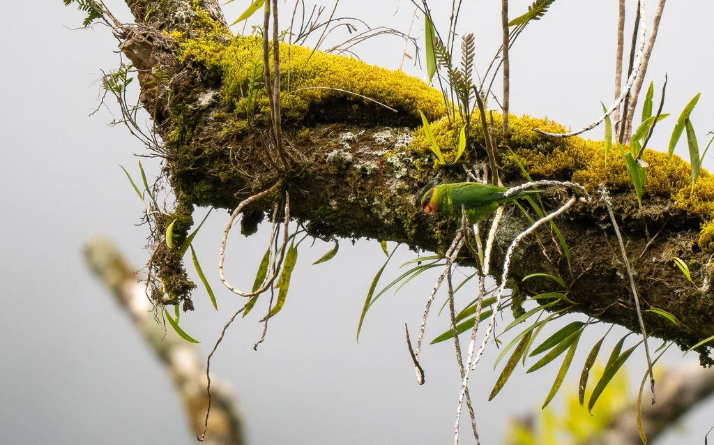 红喉绿鹦鹉(Trichoglossus johnstoniae)