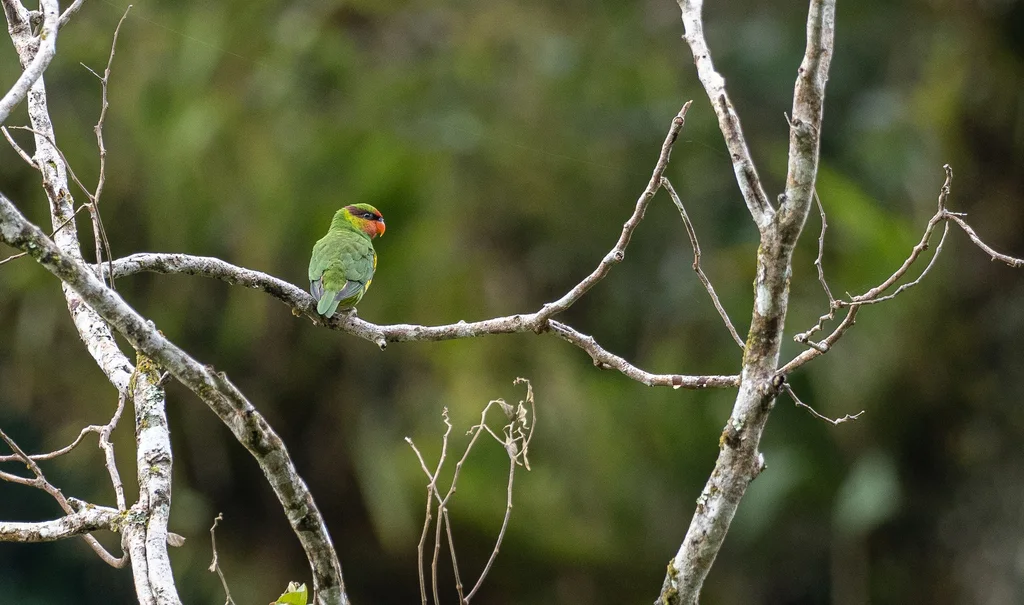 红喉绿鹦鹉(Trichoglossus johnstoniae)