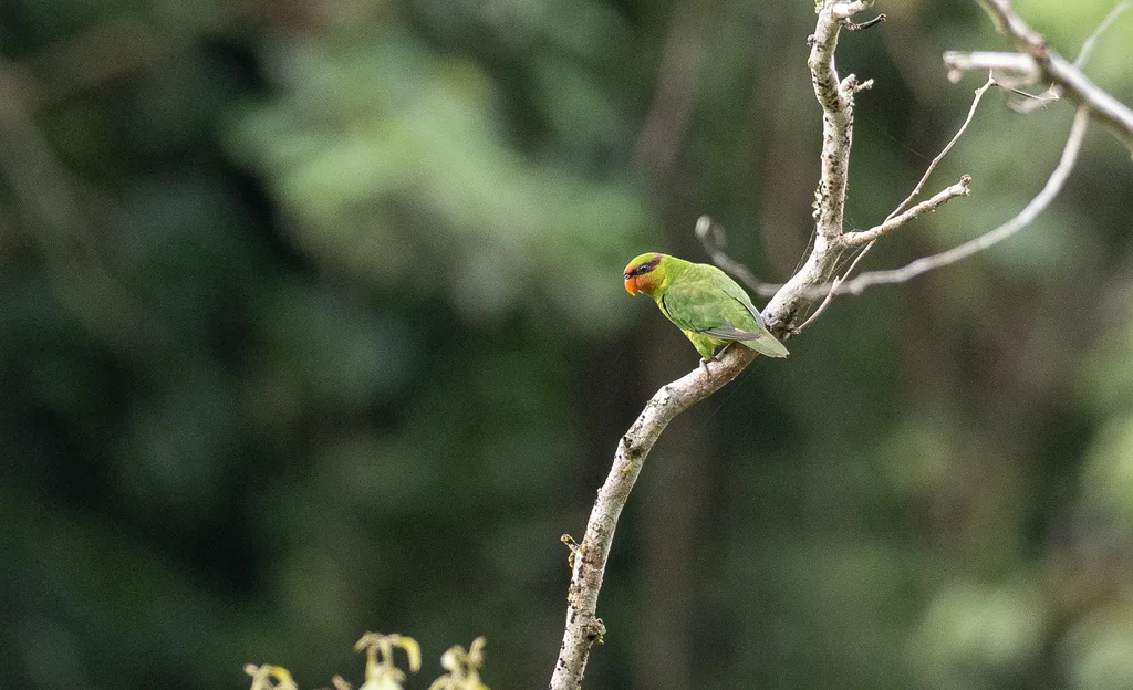 红喉绿鹦鹉(Trichoglossus johnstoniae)