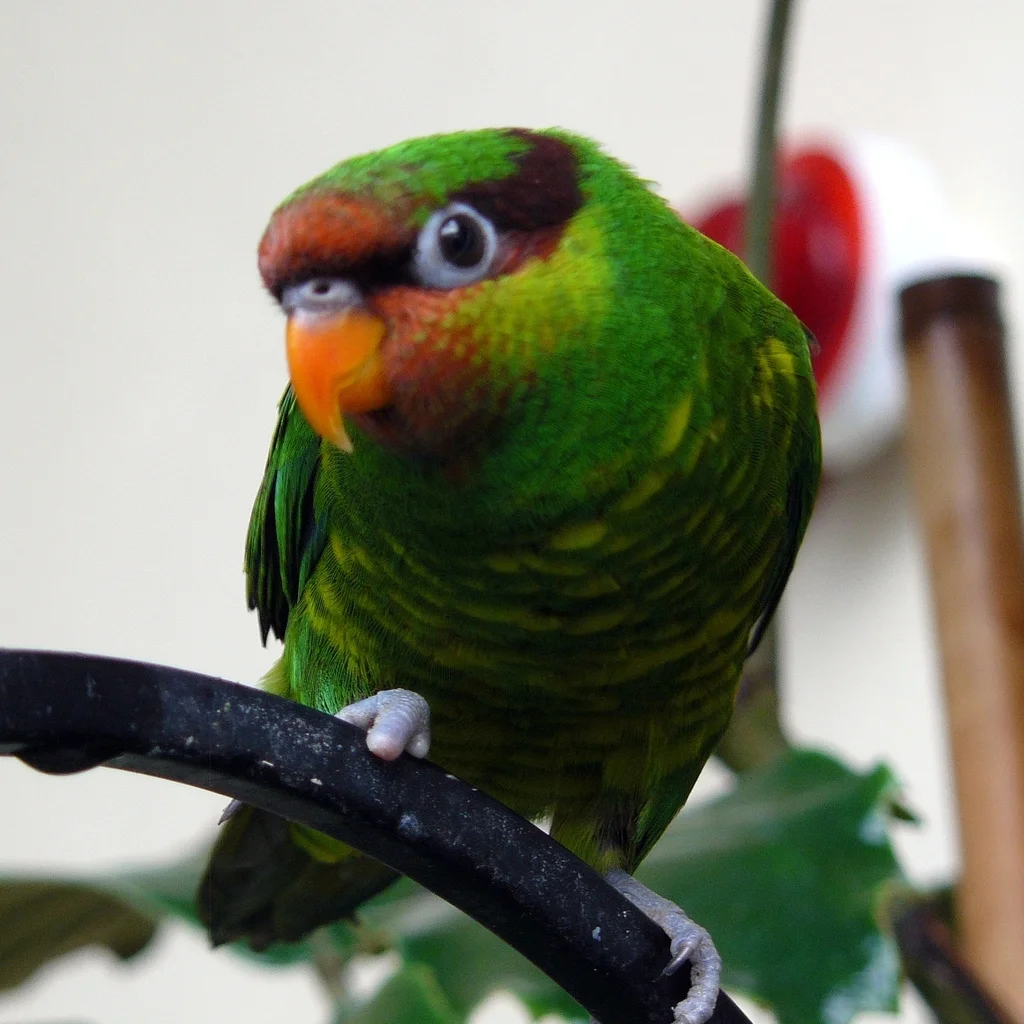 红喉绿鹦鹉(Trichoglossus johnstoniae)