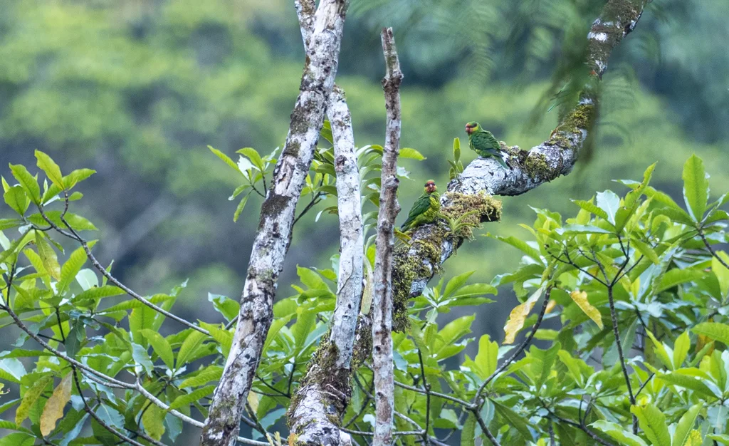 红喉绿鹦鹉(Trichoglossus johnstoniae)