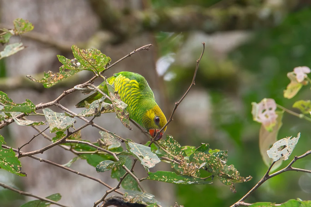 黄耳鹦鹉(Trichoglossus meyeri)