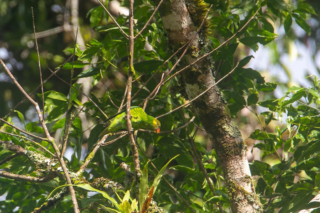 黄耳鹦鹉(Trichoglossus meyeri)