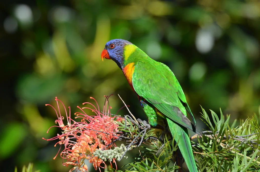 彩虹吸蜜鹦鹉(Trichoglossus moluccanus)
