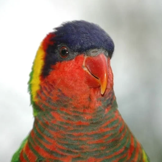 华丽鹦鹉(Trichoglossus ornatus)