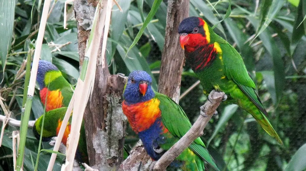 华丽鹦鹉(Trichoglossus ornatus)