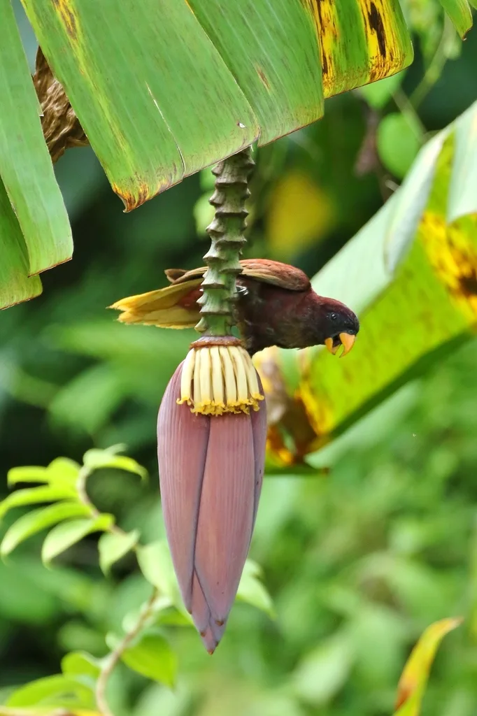 紫红鹦鹉(Trichoglossus rubiginosus)