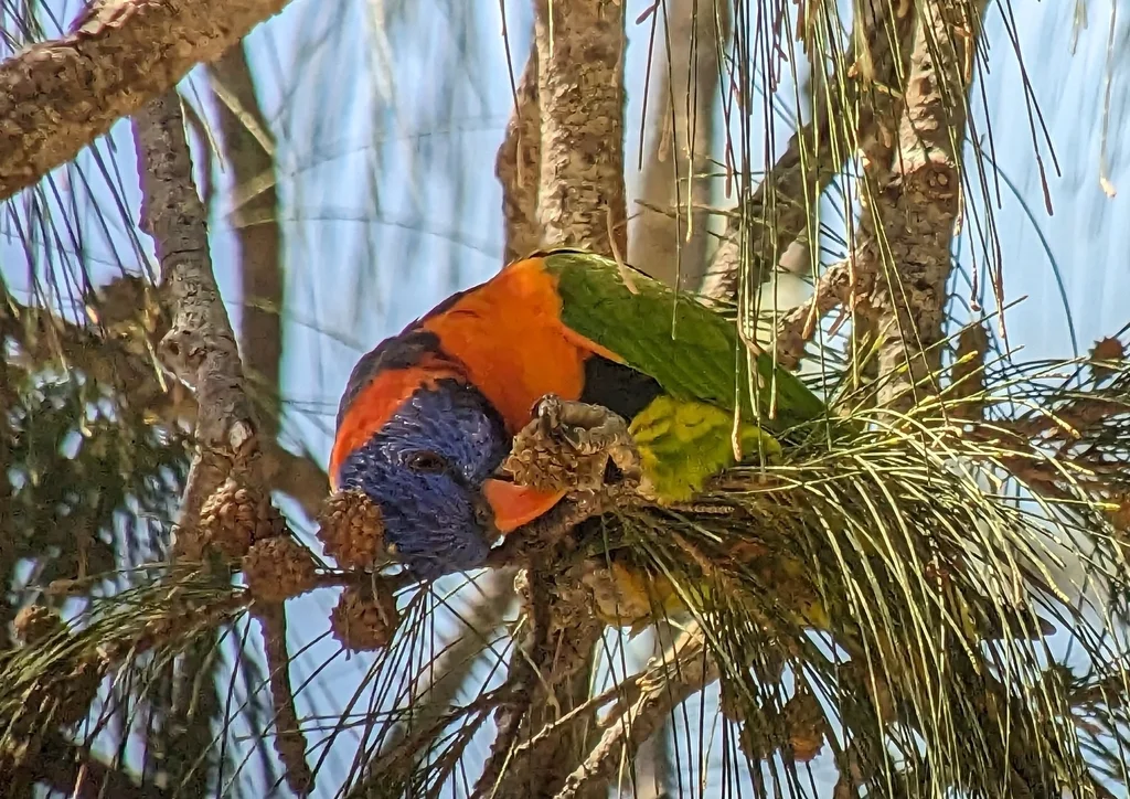 红领鹦鹉（Trichoglossus rubritorquis）