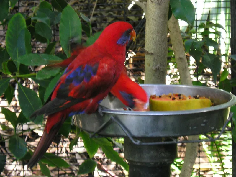 蓝耳鹦鹉(Trichoglossus semilarvatus)