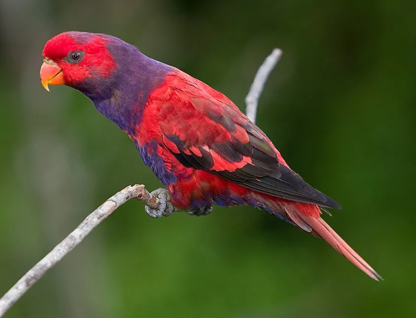 紫颈鹦鹉(Trichoglossus squamatus)