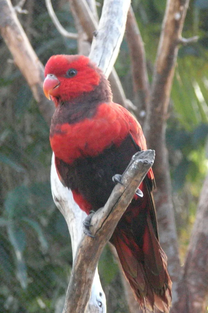 紫颈鹦鹉(Trichoglossus squamatus)