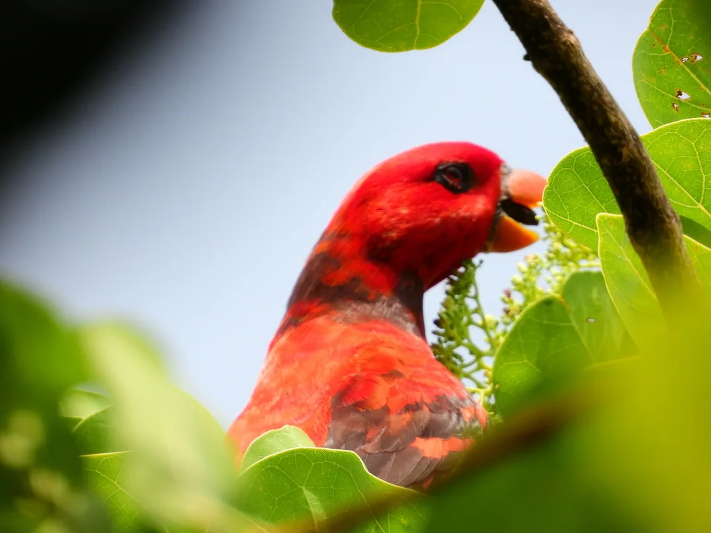紫颈鹦鹉(Trichoglossus squamatus)