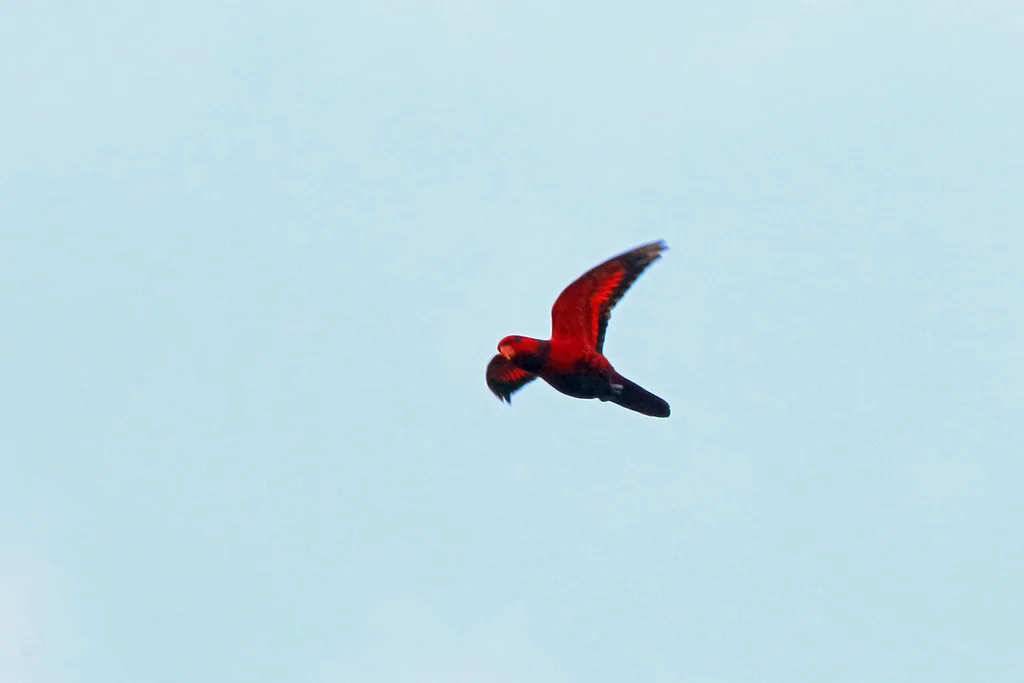紫颈鹦鹉(Trichoglossus squamatus)