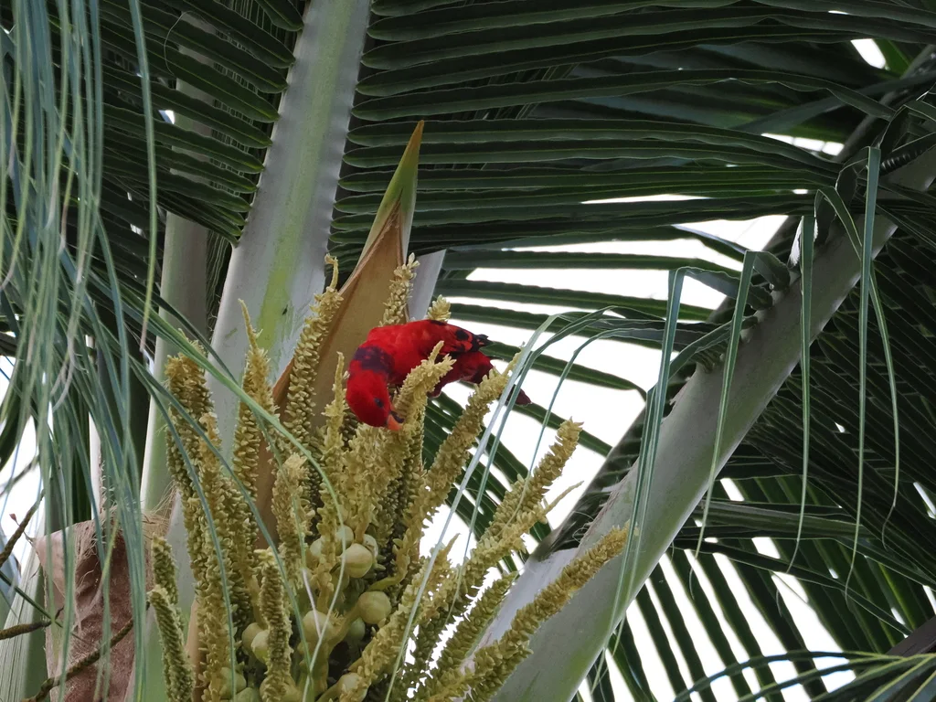 紫颈鹦鹉(Trichoglossus squamatus)