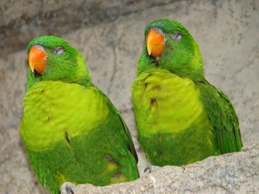弗岛鹦鹉（Trichoglossus weberi）