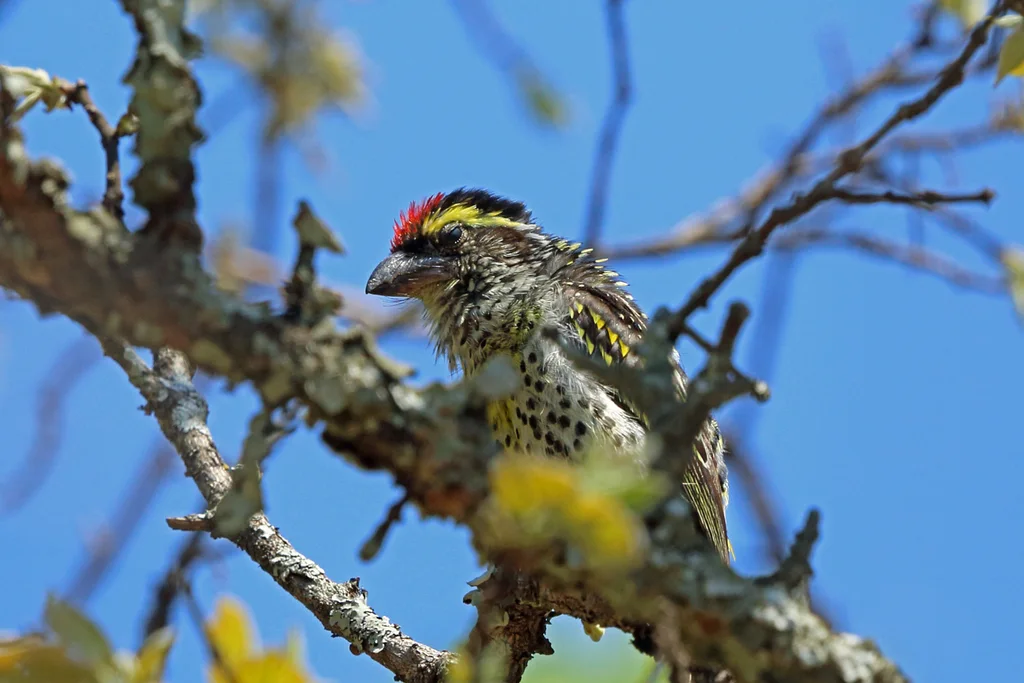 疏林拟啄木鸟(Tricholaema frontata)