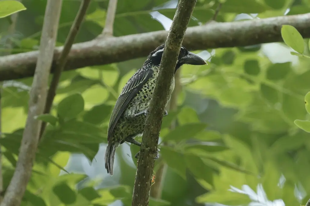 丝胸拟啄木鸟（Tricholaema hirsuta）