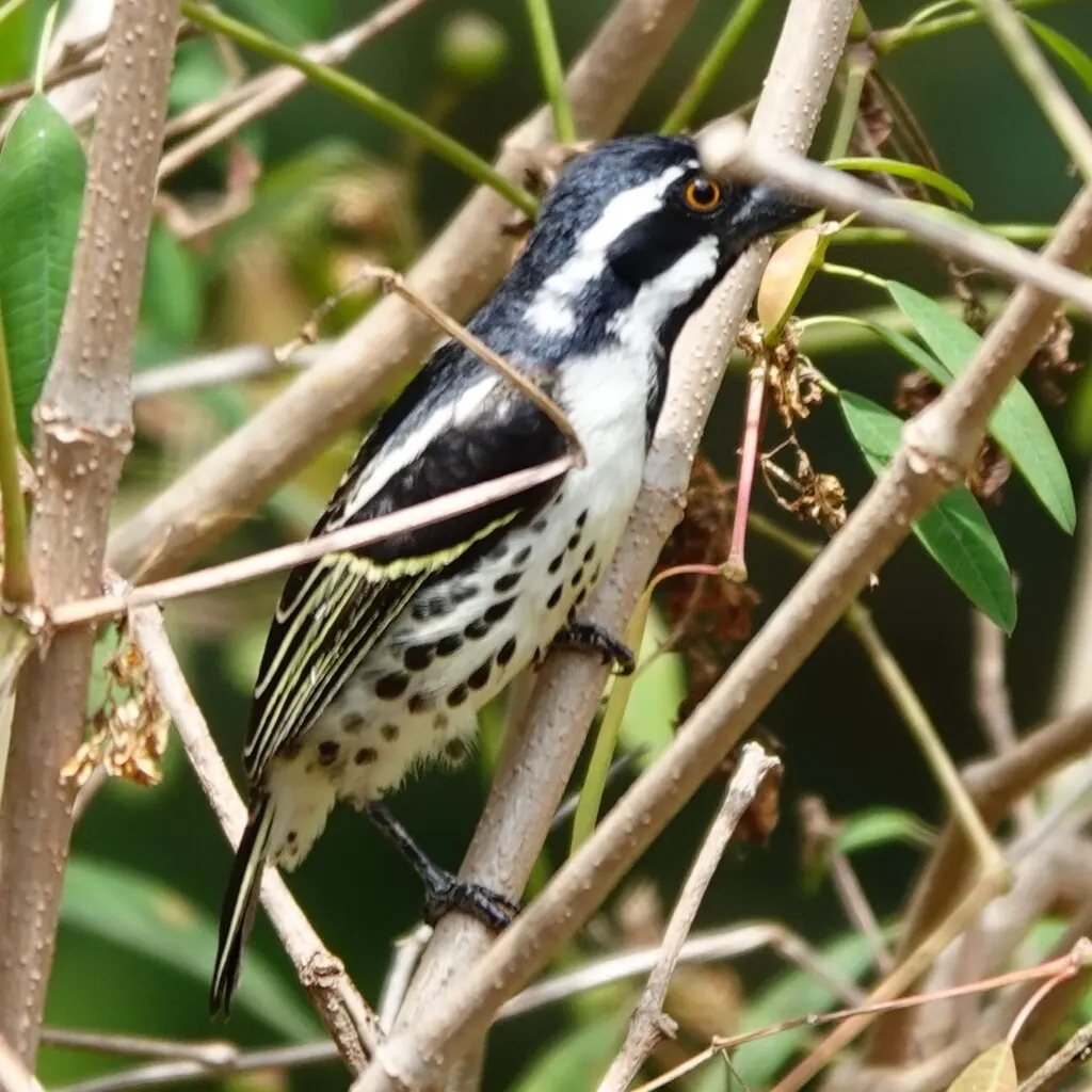 斑胁拟啄木鸟(Tricholaema lacrymosa)
