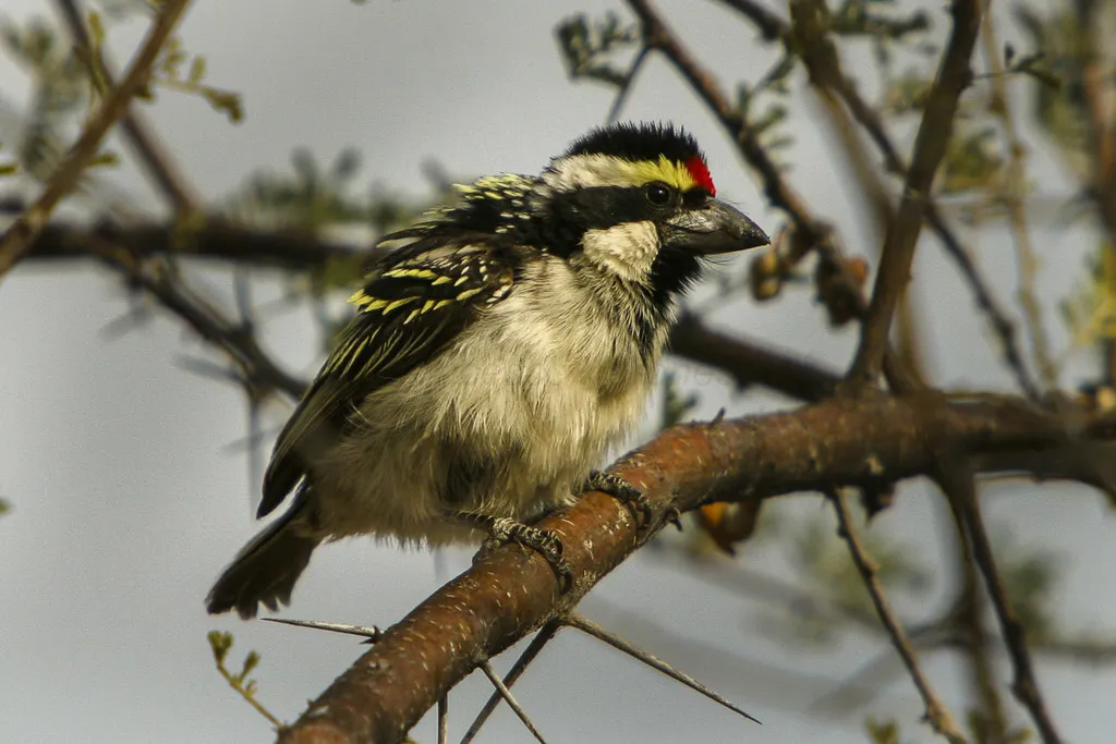 斑拟啄木鸟(Tricholaema leucomelas)