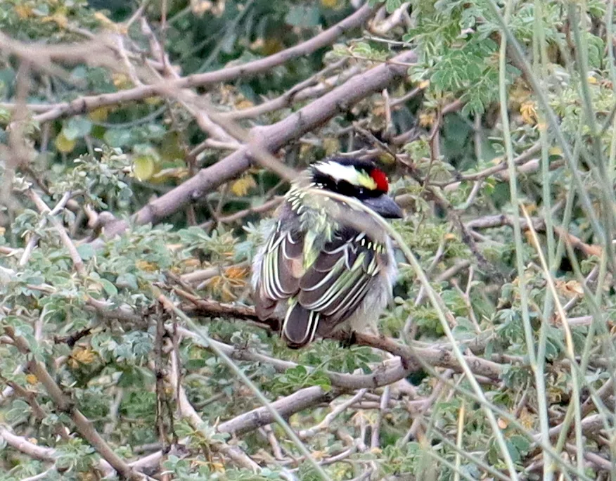 斑拟啄木鸟(Tricholaema leucomelas)