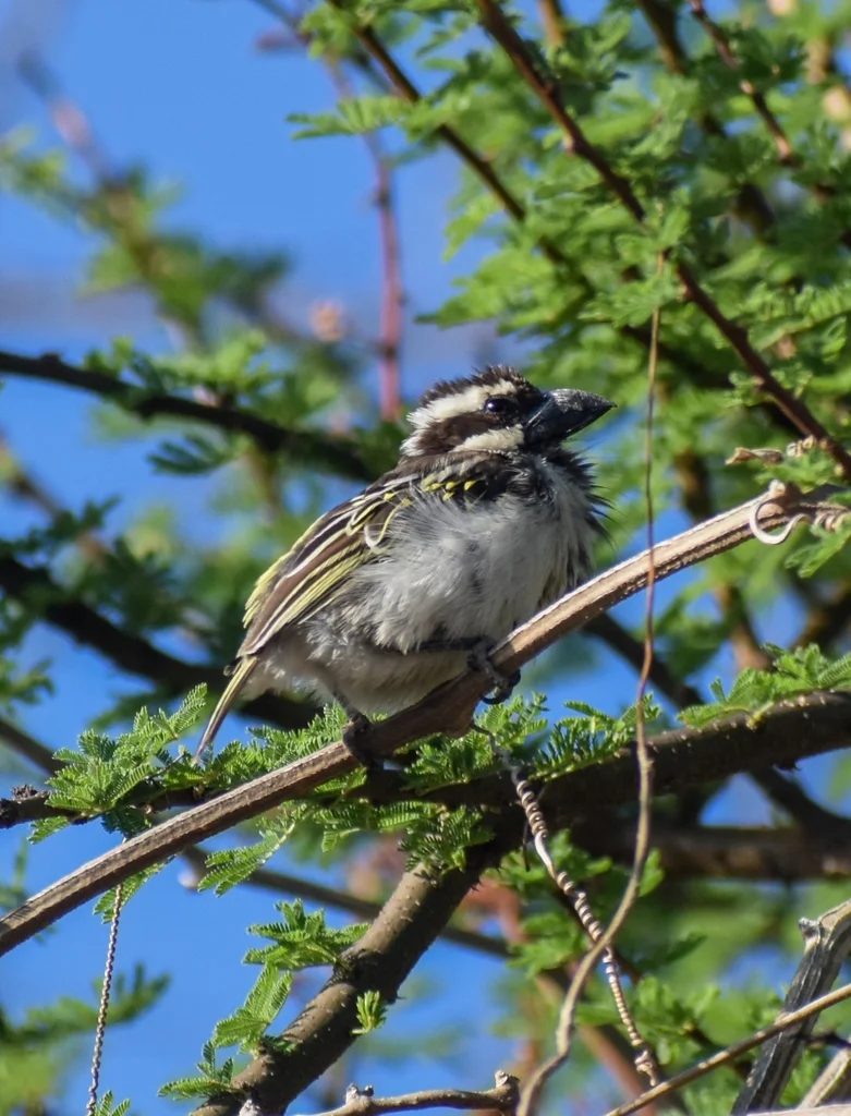 黑喉拟啄木鸟(Tricholaema melanocephala)