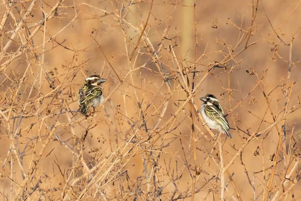 黑喉拟啄木鸟(Tricholaema melanocephala)