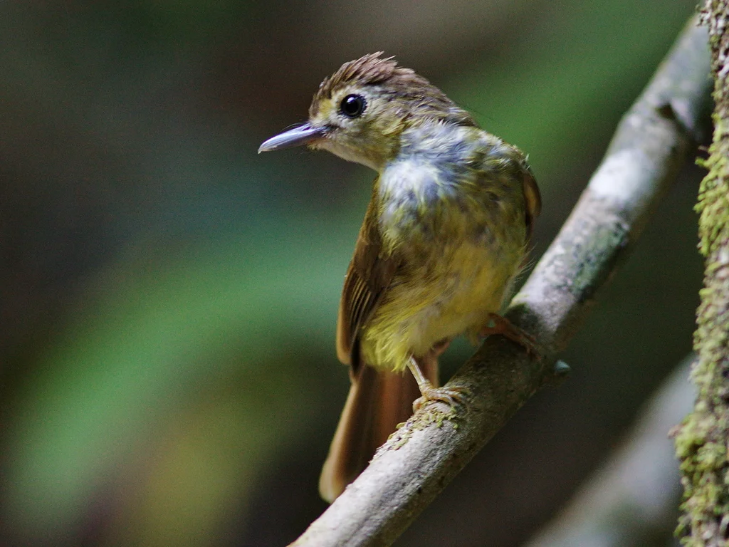 丝背鹎(Tricholestes criniger)