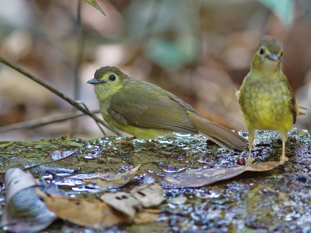 丝背鹎(Tricholestes criniger)