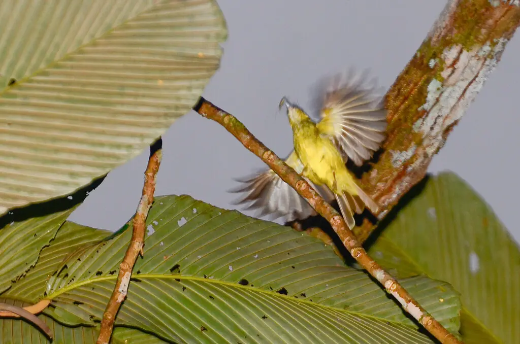 丝背鹎(Tricholestes criniger)