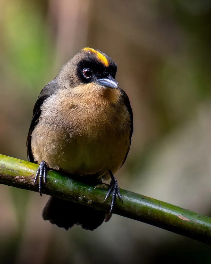 黑脸唐拉格雀(Trichothraupis melanops)