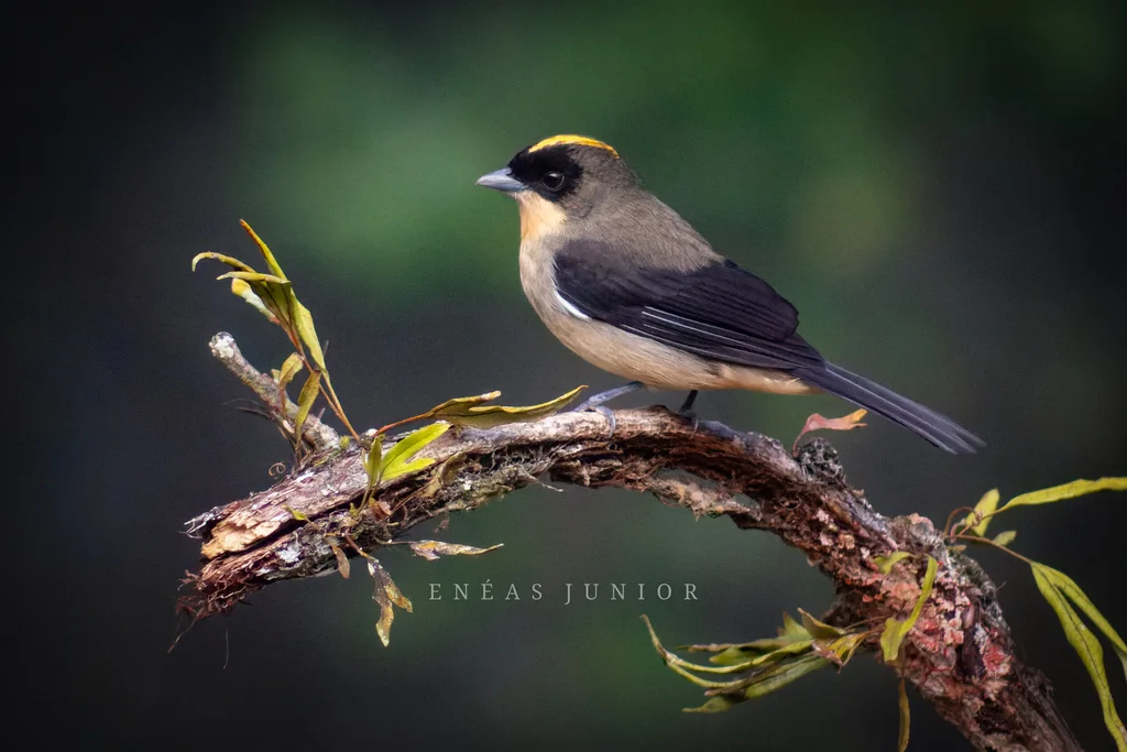 黑脸唐拉格雀(Trichothraupis melanops)