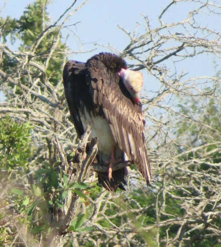 白头秃鹫(Trigonoceps occipitalis)
